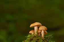 Cedar Falls: mushrooms, Moss, small mushrooms